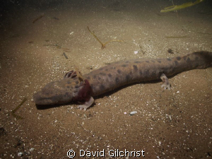 Mudpuppy(Necturus maculosus)-an aquatic 'salamander', wit... by David Gilchrist 